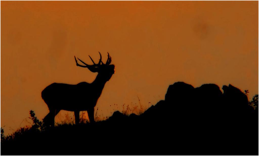Casa Rural La Sierra De Monfraguee มัลปาร์ติดา เดอ ปลาเซนเซีย ภายนอก รูปภาพ